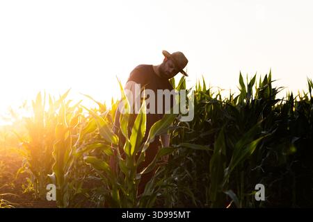 Landwirt untersucht Maisernte auf bewirtschaftetem Feld. Stockfoto