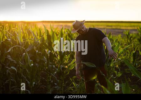 Landwirt untersucht Maisernte auf bewirtschaftetem Feld. Stockfoto