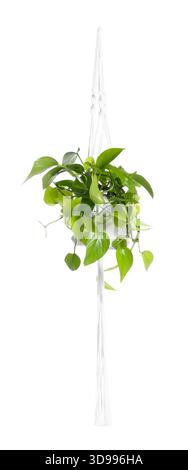 Schöne goldene Pothos-Zimmerpflanze, die in Makramee-Pflanzgefäß hängt, isoliert auf weiß Stockfoto