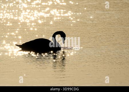 Höckerschwäne auf dem Wasser Stockfoto