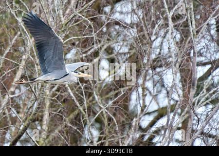 Reiher im Flug Stockfoto