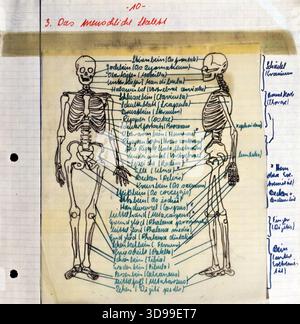 Eine Vintage handgezeichnete Illustration des menschlichen Skeletts, Knochen auf Deutsch beschriftet, Anatomiestudie, Humanbiologie, medizinische Zeichnung, anatomische Ausbildung Stockfoto
