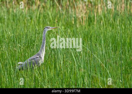 Reiher in einem Feuchtgebiet fliegen und jagen Stockfoto