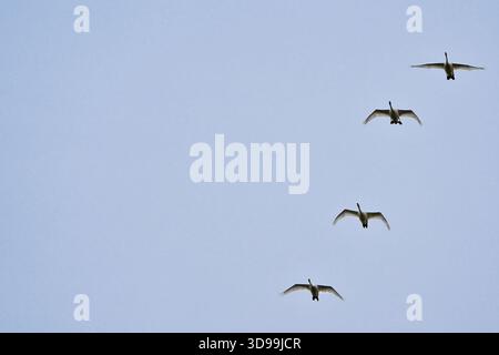 Schwäne fliegen Stockfoto