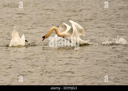 Höckerschwäne auf dem Wasser Stockfoto