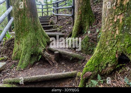Ein schmaler steingepflasterter Pfad windet sich zwischen moosbedeckten Cryptomerias (Sugi) im historischen Tokaido-Abschnitt in der Nähe von Hakone, Präfektur Kanagawa, Japan. Die teilweise freiliegenden Baumwurzeln kreuzen sich über die jahrhundertealten Steinstufen; die Zedern wurden im 17. Jahrhundert auf Befehl des Tokugawa-Shogunats entlang der Hauptstraße gepflanzt Stockfoto