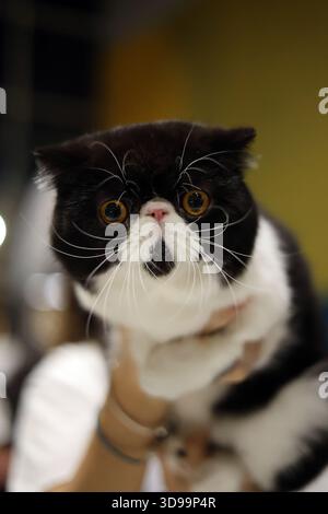 Entzückendes Schwarzweiß-Katzenporträt mit exotischer Kurzhaarkatze Stockfoto