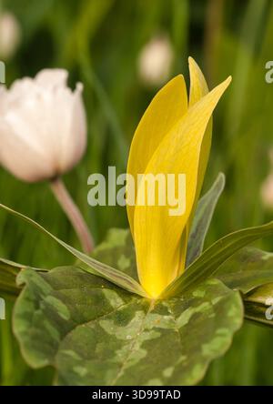 Gelbes Trillium (Trillium luteum) blüht im Frühjahr in einem Garten des Mittleren Westens. Stockfoto