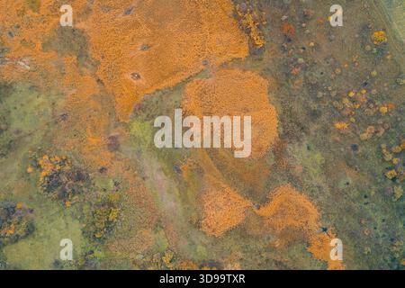 Luftdrohnenaufnahme von lebhaften Herbstfeuchtgebieten mit orangefarbenem Schilf und grünem Gras. Blick von oben nach unten auf die Natur der wilden Sümpfe und das organische Landschaftsmuster. Biodiversität. Stockfoto