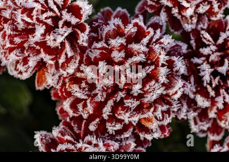 Nahaufnahme einer frostbedeckten roten Chrysantheme. Die zarten Blütenblätter sind mit funkelnden Kristallen verziert und schaffen ein atemberaubendes und ätherisches Bild Stockfoto