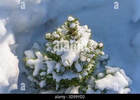 Kleiner grüner Weihnachtsbaum bedeckt mit weißem Schnee im Winter, Nahaufnahme Stockfoto