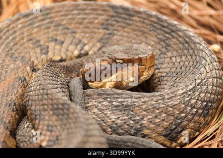 Nahaufnahme eines Baumwollmaulmuschels (Agkistrodon piscivorus) in seinem natürlichen Feuchtgebiet im Shawnee National Forest im Süden von Illinois. Stockfoto