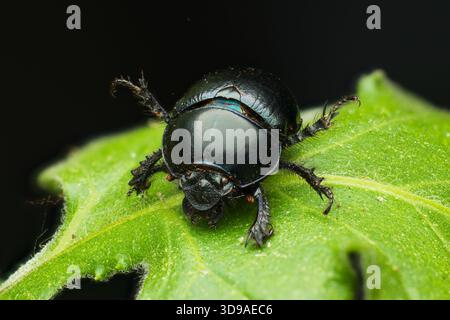 Nahaufnahme eines Dorkäfers, der auf grünen Blättern im Wald tanzt Stockfoto
