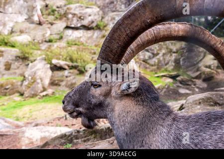 Porträt einer wilden Ziege. Alpensteinböcke. Capra Steinbock. Ein männliches Bouquetin im Freien. Stockfoto