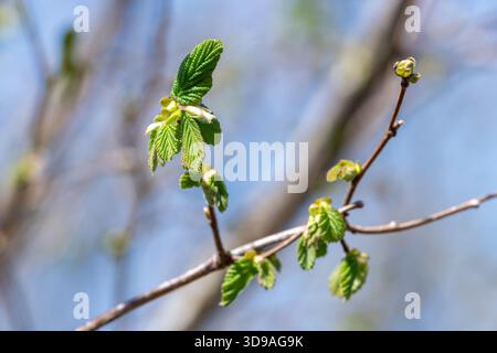 Makroaufnahme von gemeinen Haselnussblättern (corylus avellana), die sprießen Stockfoto