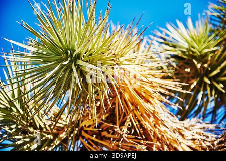 Nahaufnahme eines Joshua-Baumes (Yucca brevifolia) Stockfoto