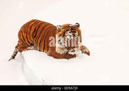 Der malayische Tiger (Panthera tigris jacksoni) liegt im Schnee Stockfoto