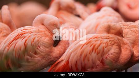 Amerikanischer Flamingo (Phoenicopterus ruber), rotes Detail der Herde Stockfoto