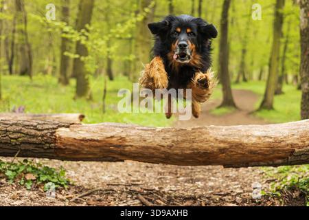 Schwarz-goldener Hovie springt hoch über einen umgestürzten Baum im Wald Stockfoto