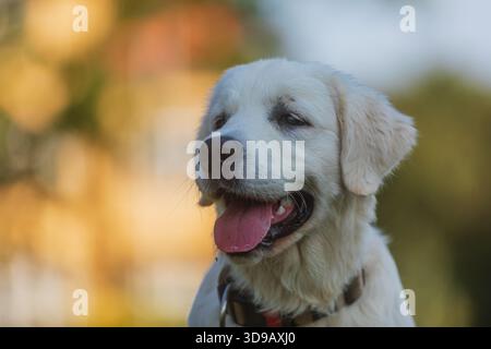 Männlicher Golden Retriever Nahaufnahme Porträt Stockfoto