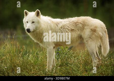 Polarwolf (Canis Lupus arctos), der vorsichtig auf dem Hügel steht und sich umsieht Stockfoto