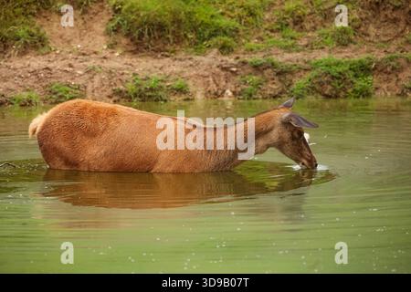Gemeiner Damhirsch (Dama dama), der im Wasser steht und vorsichtig trinkt Stockfoto