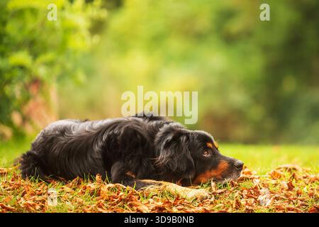 Schwarz-goldener hovie, Hund hovawart, der in gefallenen Blättern im Gras ruht Stockfoto