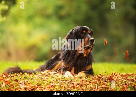 Schwarz-goldener hovie, Hund hovawart lügt und sieht die Blätter der Bäume an ihm herumfliegen Stockfoto