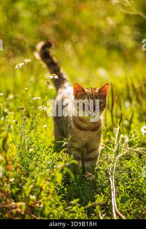 Kleiner Pate im Gras, fotografiert gegen die Sonne Stockfoto