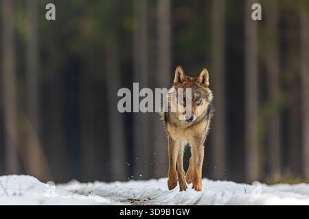 Grauwolf (Canis Lupus), der auf einem verschneiten Pfad in einem großen Wald läuft Stockfoto
