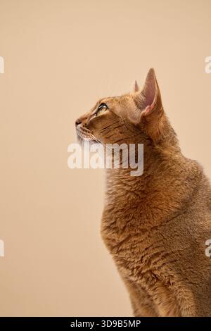 Eine Abessinierkatze dreht sich seitlich, während sie auf einem minimalistischen Stand sitzt. Die kurzhaarige Katze zeigt ihren eleganten Hals und ihr Profil in einer stillen Haltung. Stockfoto