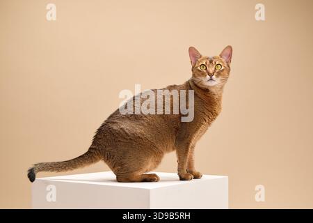 Eine Abessinierkatze läuft selbstbewusst über eine weiße Plattform im Studio. Der Schwanz der Katze wird angehoben und die Augen gerichtet, während sie vorwärts schreitet. Stockfoto