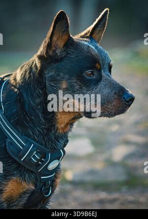 Professionelles Seitenporträt eines australischen Rinderhundes (Blue Heeler) mit schwarzem Gurtzeug. Stockfoto