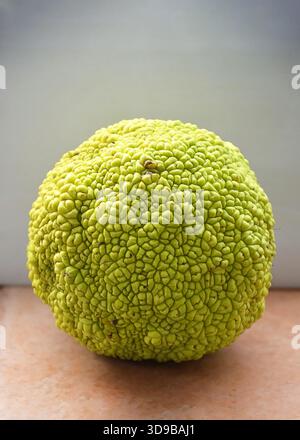 Osage Orangenfrucht, Nahaufnahme Stockfoto