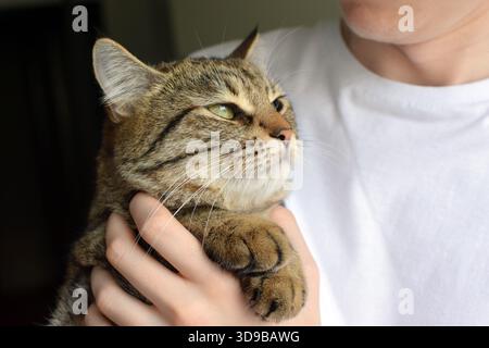Häusliche Tabbykatze in den Händen des Besitzers. Kurzhaarige Katze der Rasse Kurilian Bobtail. Stockfoto