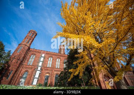 Smithsonian Castle Ginkgo Tree Washington DC // WASHINGTON DC – Ein Ginkgo-Baum mit leuchtendem, gelbem Herbstlaub ist vor dem Smithsonian Institution Building zu sehen, weithin bekannt als Smithsonian Castle. Dieses Gebäude aus rotem Sandstein, ein National Historic Landmark, wurde vom Architekten James Renwick Jr. entworfen und 1855 fertiggestellt. Es diente ursprünglich als Sitz der Smithsonian Institution. Heute beherbergt die Burg das Smithsonian Visitor Center und Verwaltungsbüros. Es ist ein zentrales Wahrzeichen an der National Mall und dient als Tor zum umfangreichen Museum des Smithsonian Stockfoto