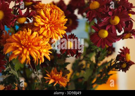Lebhafte Chrysanthemen im Herbst bei warmem Sonnenlicht, geringe Schärfentiefe. Eine reichhaltige Nahaufnahme von orange und roten Chrysanthemen, die in goldenem Licht leuchten; Meere Stockfoto