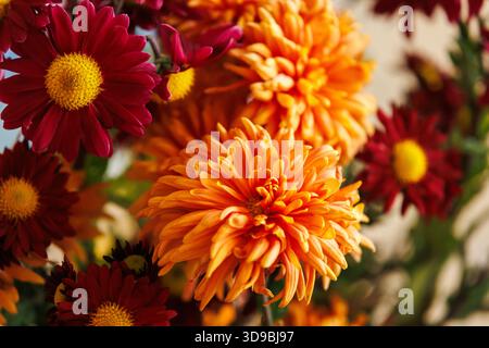 Nahaufnahme der Orangenblume mit dramatischer Schärfentiefe. Detailmakro einer einzelnen Chrysantheme im scharfen Fokus Stockfoto