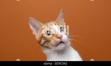 Die orangene weiße Katze macht einen schockierten oder überraschten Gesichtsausdruck, Studioaufnahme auf orangem Hintergrund Stockfoto