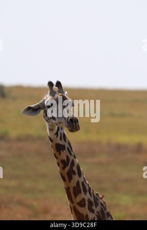 Porträt einer Giraffe im Maasai Mara, Kenia Stockfoto