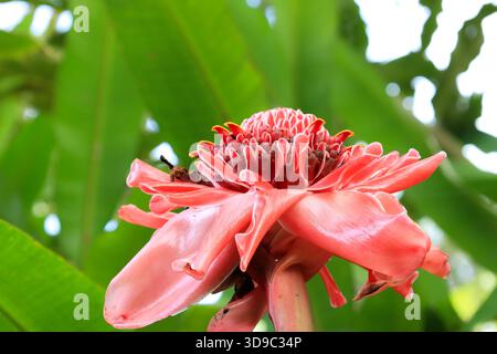 Fackel Ingwer (Etlingera elatior), auch bekannt als Ingwerblüte, rote Ingwerlilie, Fackelblüte, Fackellilie, wilder Ingwer, Combrang, Kecombrang, Bunga kanta Stockfoto