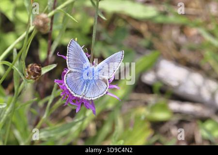 Gemeiner blauer Schmetterling (Polyommatus icarus), männlich auf einer Blume der Wiese Knapweed oder gemeiner Knapweed (Centaurea jacea) auf einem Waldweg, Oberflügel Stockfoto