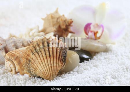 Meeresschnecken und Orchideen auf einem Handtuch Stockfoto