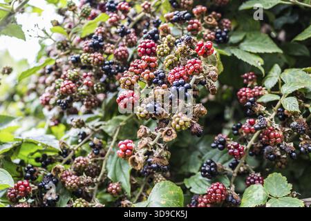 Rote und schwarze wilde Brombeeren Büsche und Äste auf grünen Blättern Hintergrund im italienischen Garten an einem sonnigen Sommertag Stockfoto