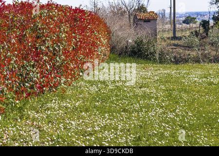 Grüner Rasen und weiße und gelbe Margeriten mit Hecke von Photinia red robin Stockfoto