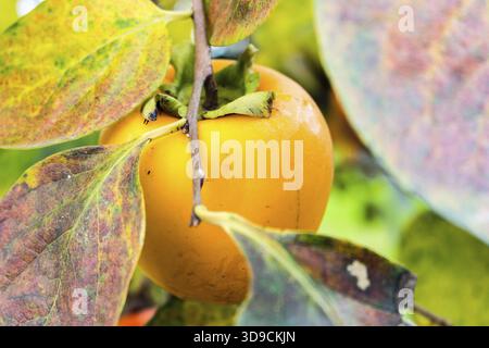 Persimmon, Diospyros kaki, Baum: Braune Zweige und Orangenfrüchte zwischen grünen Blättern in der italienischen Landschaft Stockfoto