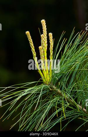 Neue Frühjahrsprossen auf der östlichen Weißkiefer Stockfoto