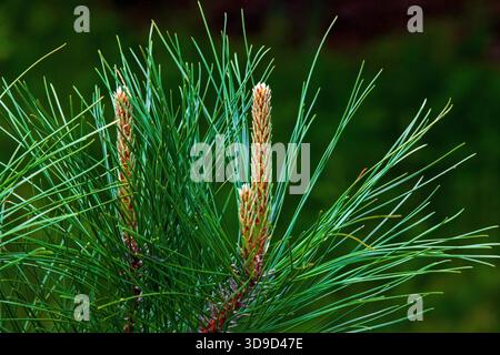 Neue Frühjahrsprossen auf der östlichen Weißkiefer Stockfoto