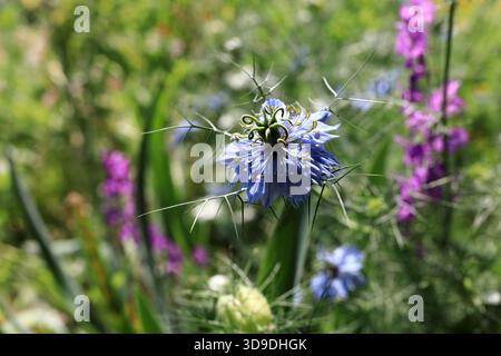 Nahaufnahme der Blumen in einem lebhaften Garten. Nigella Damascena blühen mit einzigartigen grünen Deckblättern und lila Blüten im Hintergrund für Naturthema Stockfoto