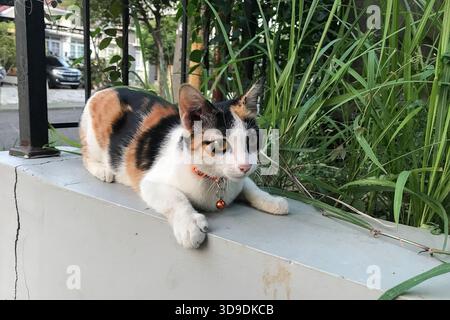 Die dreifarbige Katze liegt ruhig auf einem Betonvorsprung Stockfoto
